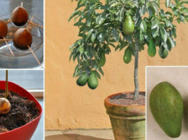 Перестаньте покупать авокадо. Вот как вырастить дерево авокадо дома в горшочке