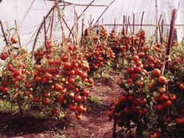Выращивание помидор по Маслову. Увеличение урожая в 8 раз