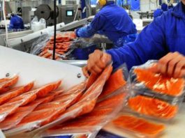 Рыба массового поражения: шокирующие факты о норвежском лососе